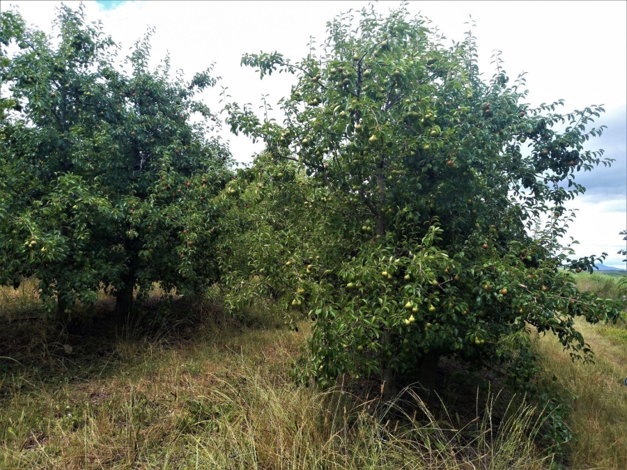 0 Bedroom Property for Sale in Uniondale Rural Western Cape